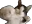 catpunch