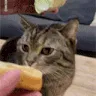 catburger