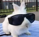 coolbunny coolbunny