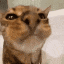 cat_waterstream