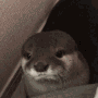 otterhide