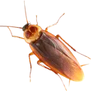 gian