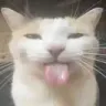 Silly_cat Discord emoji