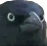 birds_angry Discord emoji