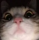 Cat Cat