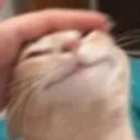 meow