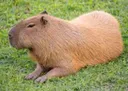 capyblaby capyblaby