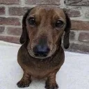 D7_SadDog