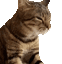 catVibe2x