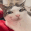 catSus2x