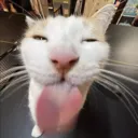 sillycat1