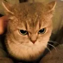 angrycat