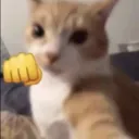 punchcat