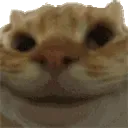 cat_nod