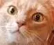 cat_oh