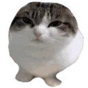 cat_cat