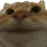 catnod