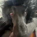 doge