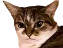 betty_angrycat_hateseveryoneofyo
