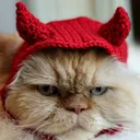 CatDevil