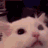 A white cat face transitions into a distorted, deep-fried red image.