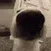 DogSniff