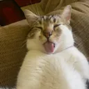 silly_kitty