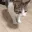 cat_sleep