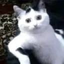 meyaw
