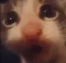 waa