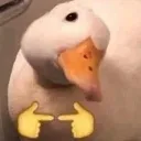 ducc