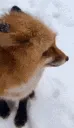 HAPPYFOX