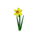 Daffodil