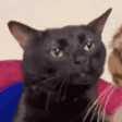 1163zoningcat animated Discord emote | Madras Gaming Society