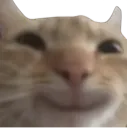 catsmile_mj