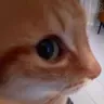 catstare
