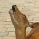 deer_scream Discord sticker from The Lumberyard™