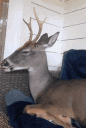 deer_vibe animated Discord emote - The Lumberyard™