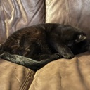 griffin_sleep Discord sticker from The Lumberyard™