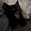 cat_scare Discord Emoji from The Lumberyard™