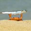 crab_win Discord Emoji from The Lumberyard™
