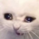:U_CatCry: