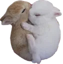 BnuyCuddle