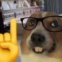 nerddog