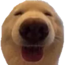 dogo dogo