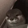 otta_hide