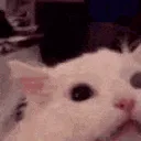 catscreamcat