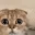 monkaCat monkaCat