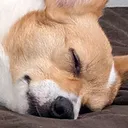 foxsleep