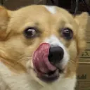 foxgourmet